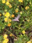蜂鸟蛾 - 可爱的小动物作文350字