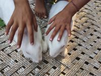 活泼可爱的小白兔 - 关于小白兔的作文900字