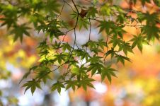 秋天 - 秋天的树叶作文800字