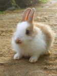 可爱的小白兔 - 关于宠物的作文150字