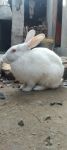 小白兔 - 一年级小动物作文100字