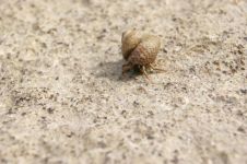蜗牛和寄居蟹 - 小学童话作文500字
