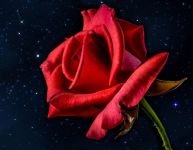 神奇的玫瑰花 - 想象作文300字
