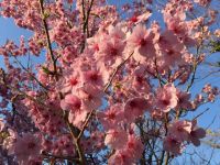 樱花树下 - 美丽的樱花作文400字