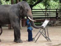 我在泰国骑大象作文600字