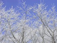 迷离的雪景 - 描写雪景的作文400字