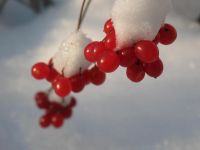 冬季 - 自然作文550字