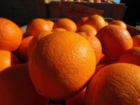 橙子 - 描写橙子的作文300字