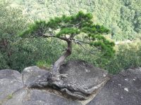 岩石缝中的松树 - 松树作文700最