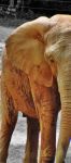 可爱的大象 - 关于动物的作文450字