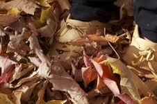 秋天的树叶作文赏析模板