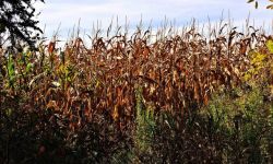 秋天的田野 - 与粮食有关的作文300字